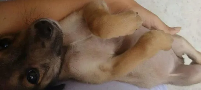Cachorro ra a SRD idade 2 a 6 meses nome Miguel