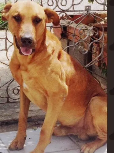 Cachorro ra a S/R idade 6 ou mais anos nome Hiro 