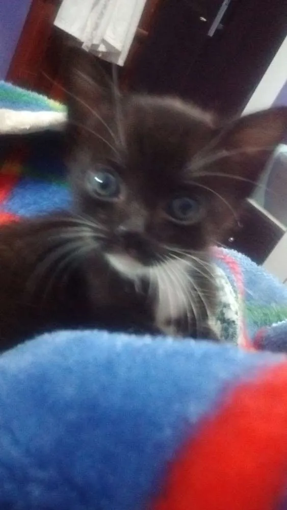 Gato ra a SRD idade Abaixo de 2 meses nome Sem nome