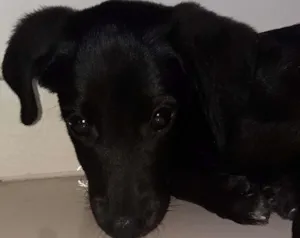 Cachorro raça Vira lata idade 2 a 6 meses nome Charles