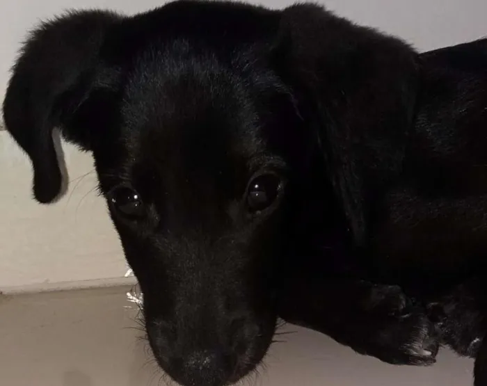 Cachorro ra a Vira lata idade 2 a 6 meses nome Charles