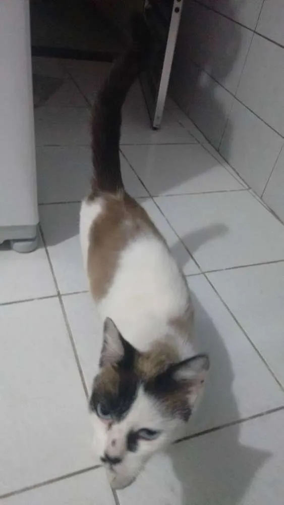 Gato ra a SRD idade 1 ano nome Regiane