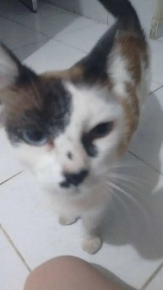 Gato ra a SRD idade 1 ano nome Regiane