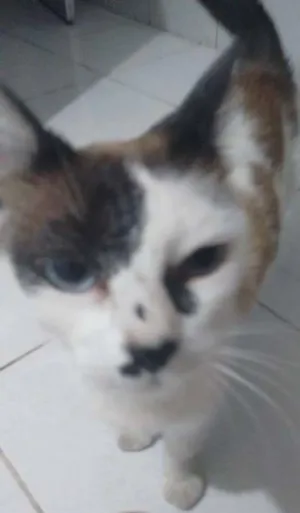 Gato raça SRD idade 1 ano nome Regiane