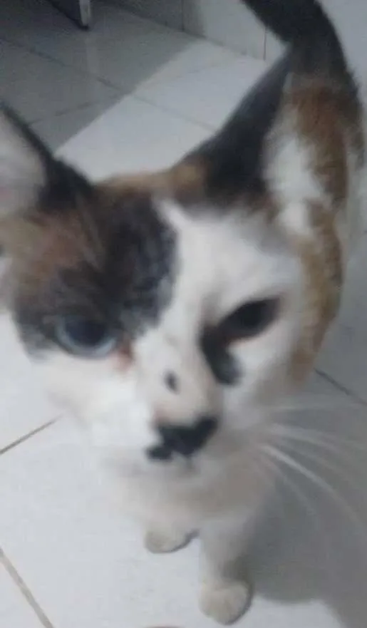 Gato ra a SRD idade 1 ano nome Regiane