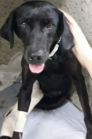 Cachorro raça SRD idade 2 anos nome Luzia