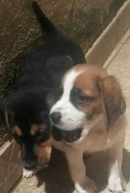 Cachorro ra a Sem raça definida . idade Abaixo de 2 meses nome Estão sem nome ainda.