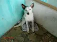 Ninja e Mocinha