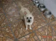 Ninja e Mocinha