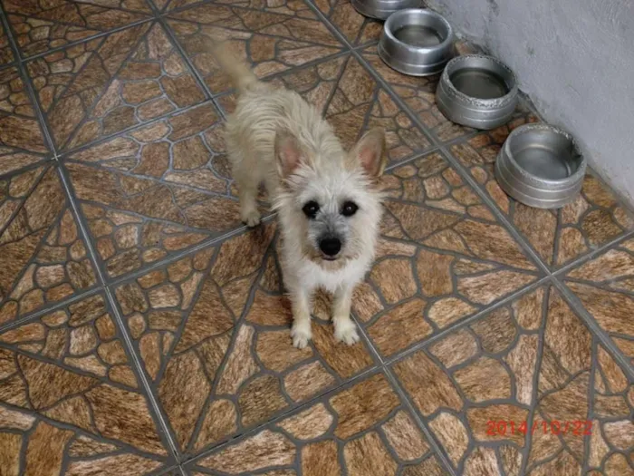 Cachorro ra a Vira lata idade 6 ou mais anos nome Ninja e Mocinha