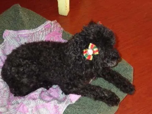 Cachorro ra a poodle idade 2 anos nome Samanta
