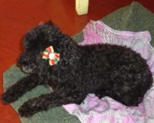 Cachorro raça poodle idade 2 anos nome Samanta