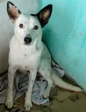 Cachorro raça Vira lata idade 6 ou mais anos nome Ninja e Mocinha