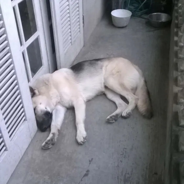 Cachorro ra a Pastor Alemão idade 4 anos nome Jumper