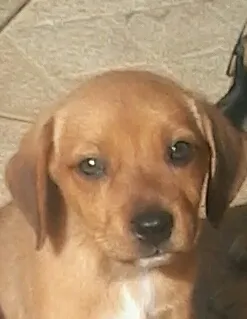 Cachorro ra a Sem raça definida . idade Abaixo de 2 meses nome Estão sem nome ainda.