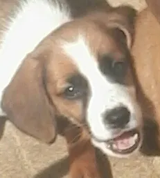 Cachorro ra a Sem raça definida . idade Abaixo de 2 meses nome Estão sem nome ainda.