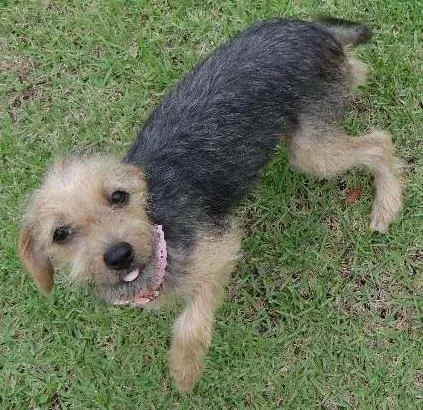 Cachorro ra a YorkMIX idade 2 a 6 meses nome Encontrada