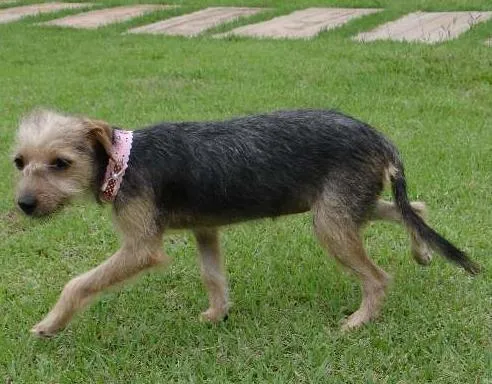 Cachorro ra a YorkMIX idade 2 a 6 meses nome Encontrada