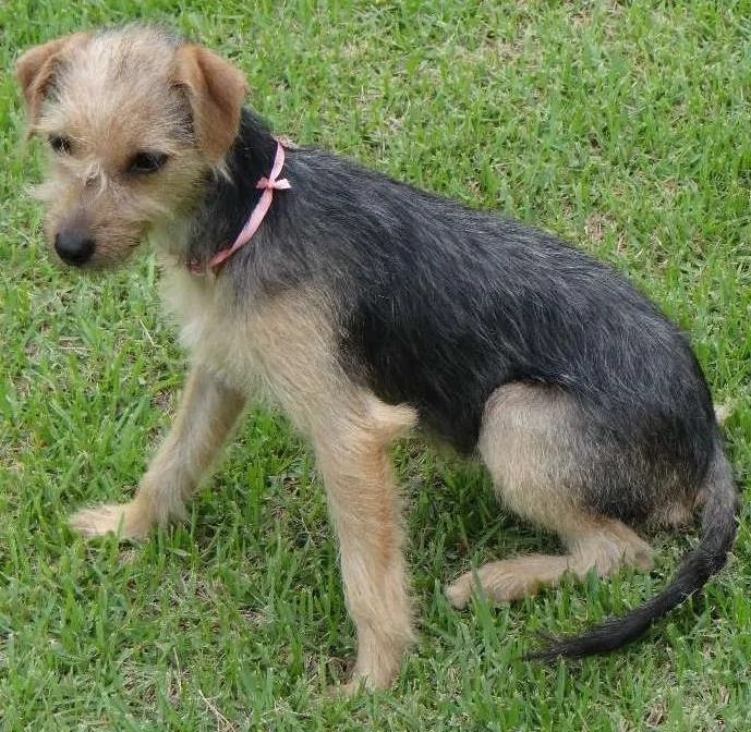 Cachorro ra a YorkMIX idade 2 a 6 meses nome Encontrada