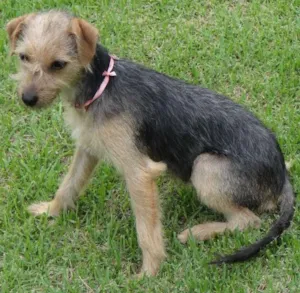 Cachorro raça YorkMIX idade 2 a 6 meses nome Encontrada