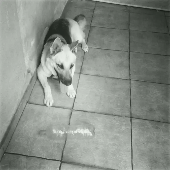 Cachorro ra a Pastor Alemão idade 4 anos nome Jumper