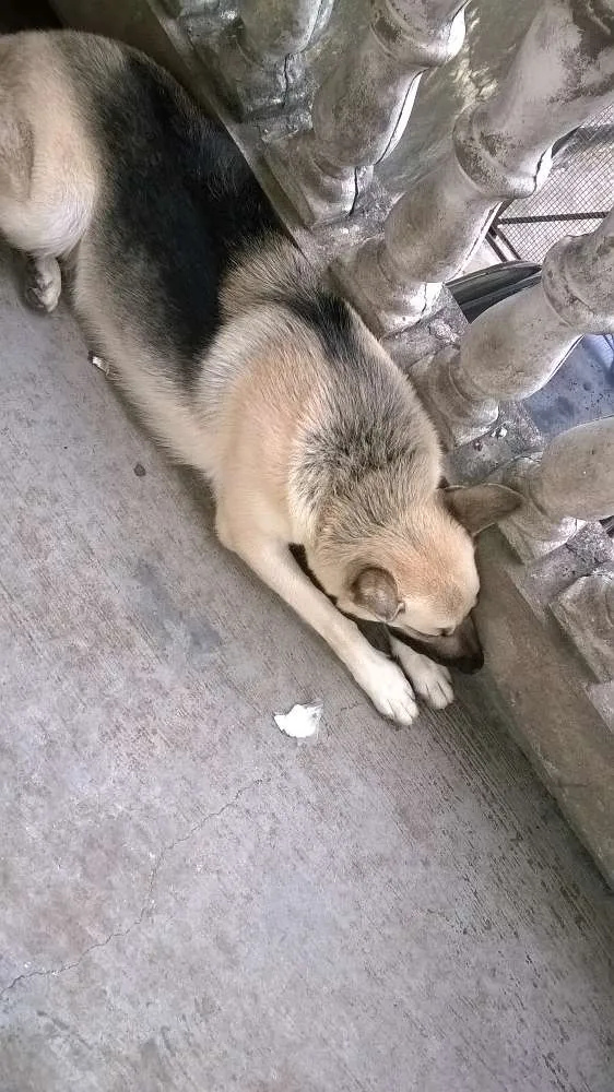 Cachorro ra a Pastor Alemão idade 4 anos nome Jumper