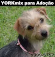 YORKmix Novinha