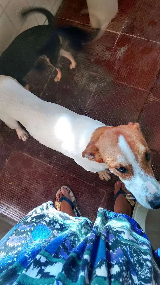 Cachorro ra a Viralata idade 6 ou mais anos nome Thor