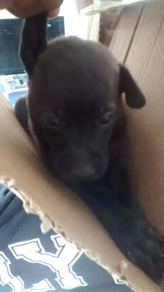 Cachorro ra a Vira lata idade 2 a 6 meses nome Não sei