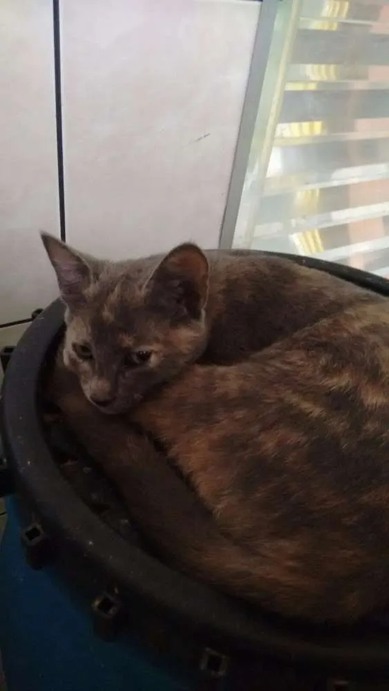 Gato ra a  idade 2 a 6 meses nome Sem nome