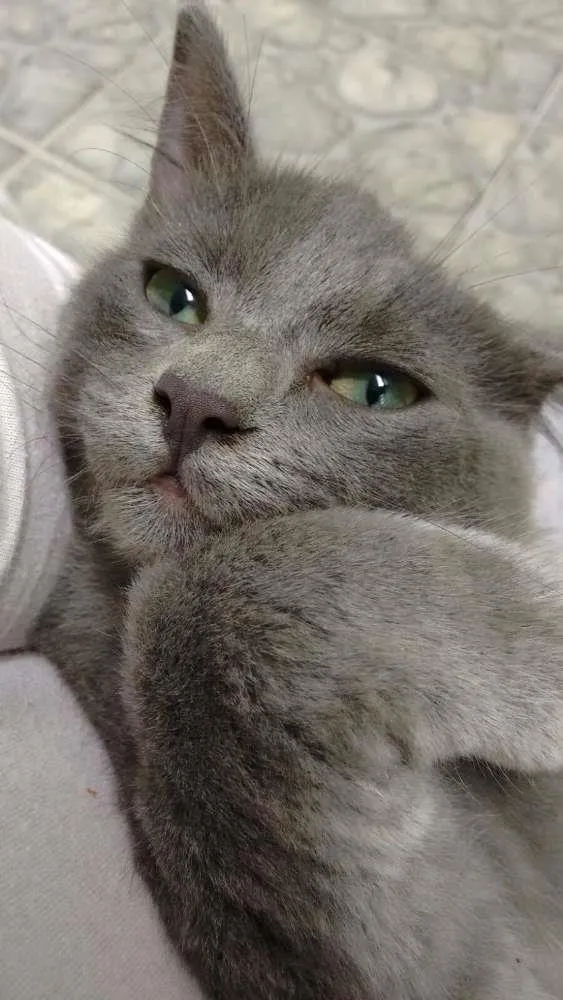 Gato ra a  idade 2 a 6 meses nome Sem nome