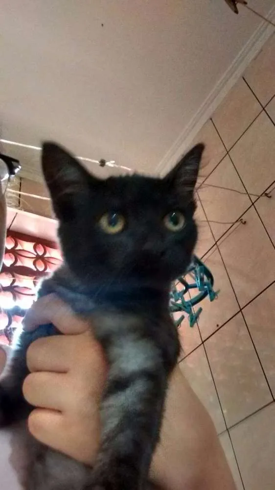 Gato ra a  idade 2 a 6 meses nome Sem nome
