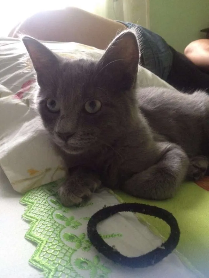 Gato ra a  idade 2 a 6 meses nome Sem nome