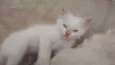 Lua, Lua Cheia, Cin