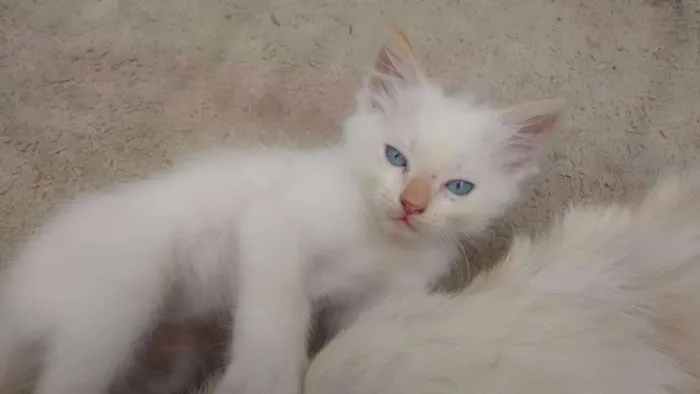 Gato ra a Siamês idade 2 a 6 meses nome Lua, Lua Cheia, Cin