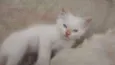 Lua, Lua Cheia, Cin