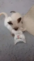 Lua, Lua Cheia, Cin