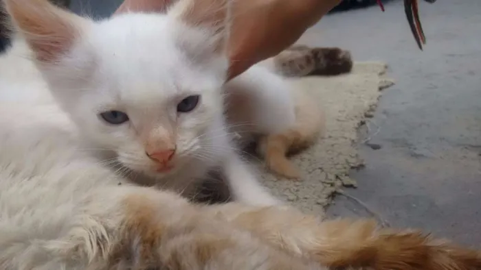 Gato ra a Siamês idade 2 a 6 meses nome Lua, Lua Cheia, Cin