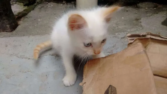 Gato ra a Siamês idade 2 a 6 meses nome Lua, Lua Cheia, Cin