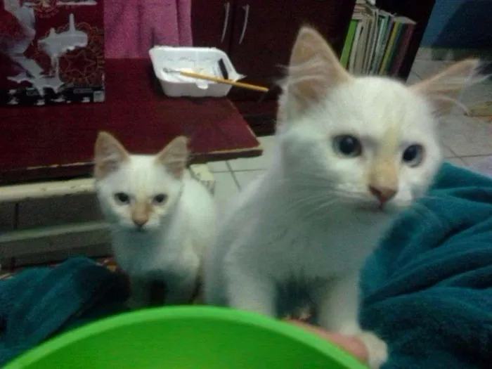 Gato ra a Siamês idade 2 a 6 meses nome Lua, Lua Cheia, Cin