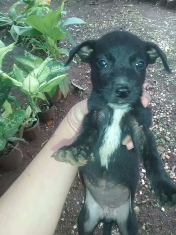 Cachorro raça não sei a raça idade Abaixo de 2 meses nome sem nomes