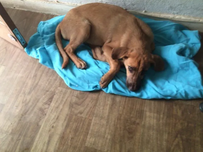 Cachorro raça Vira lata idade 2 a 6 meses nome Mel
