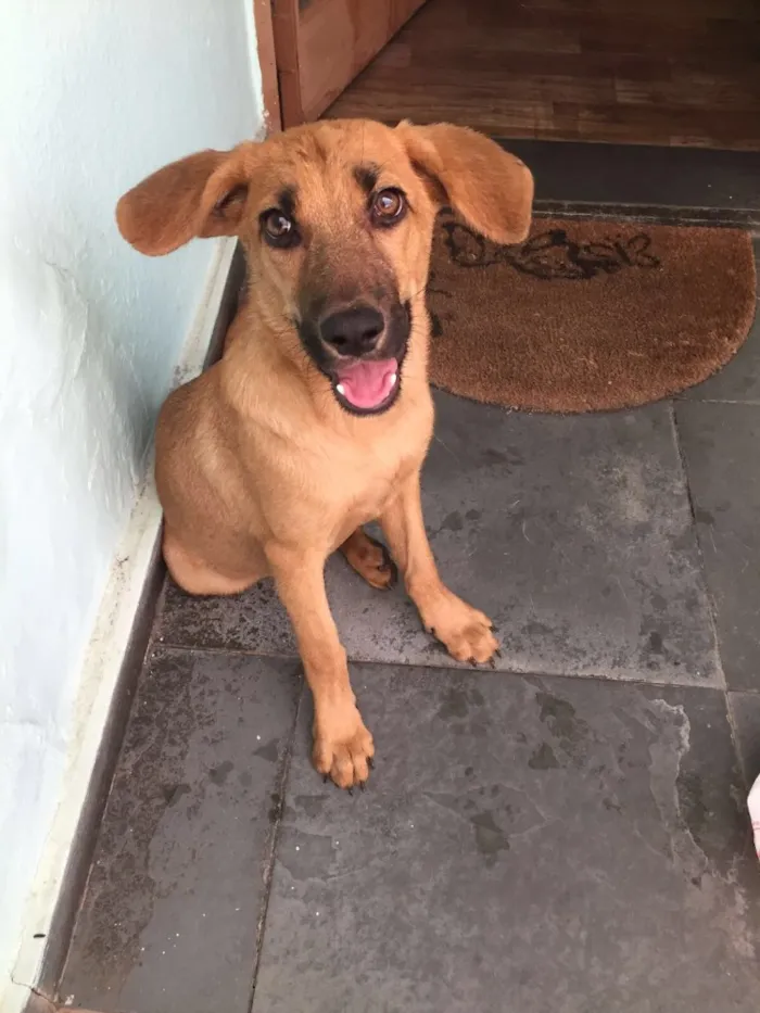 Cachorro raça Vira lata idade 2 a 6 meses nome Mel