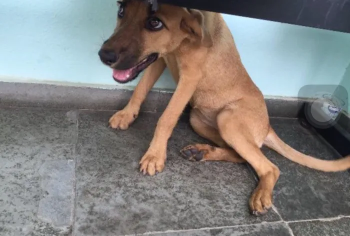 Cachorro raça Vira lata idade 2 a 6 meses nome Mel