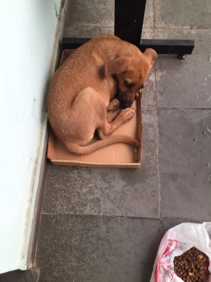 Cachorro raça Vira lata idade 2 a 6 meses nome Mel