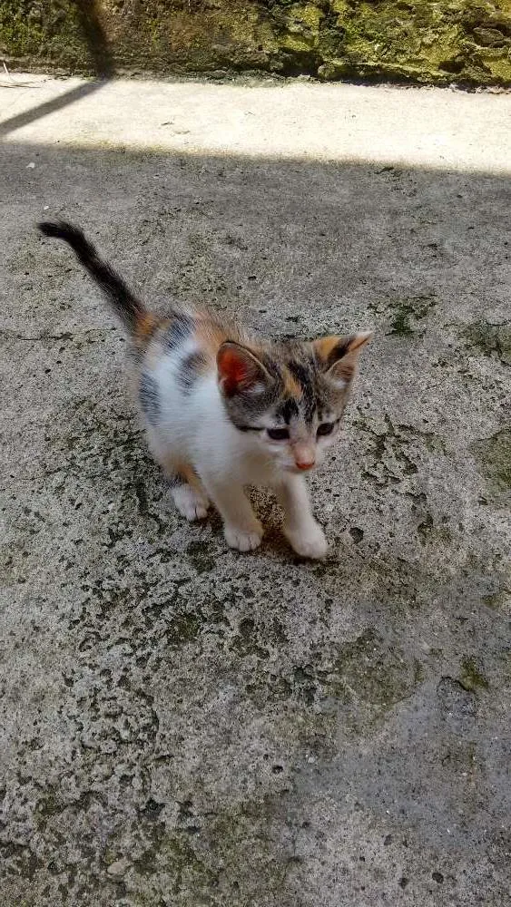 Gato ra a SRD idade 2 a 6 meses nome Sem nome