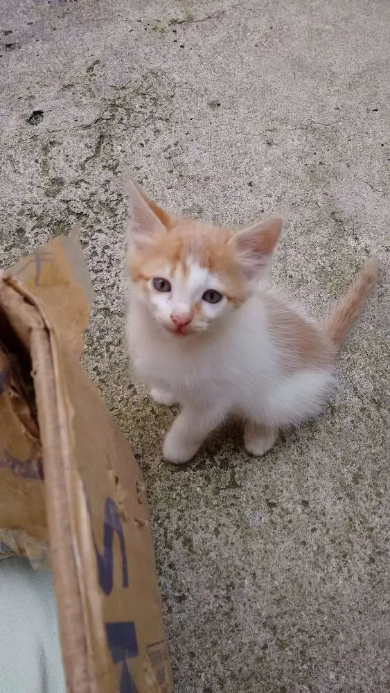 Gato ra a SRD idade 2 a 6 meses nome Sem nome