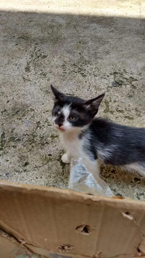 Gato ra a SRD idade 2 a 6 meses nome Sem nome