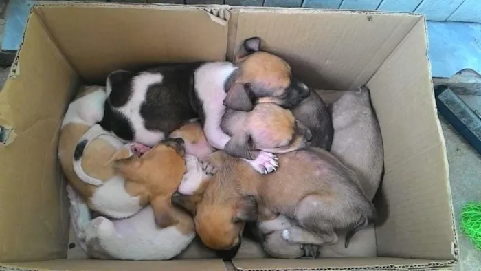 Cachorro ra a Sem raça definida idade 2 a 6 meses nome Sem nome