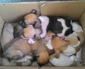 Cachorro raça Sem raça definida idade 2 a 6 meses nome Sem nome